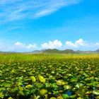 Skadar lake P