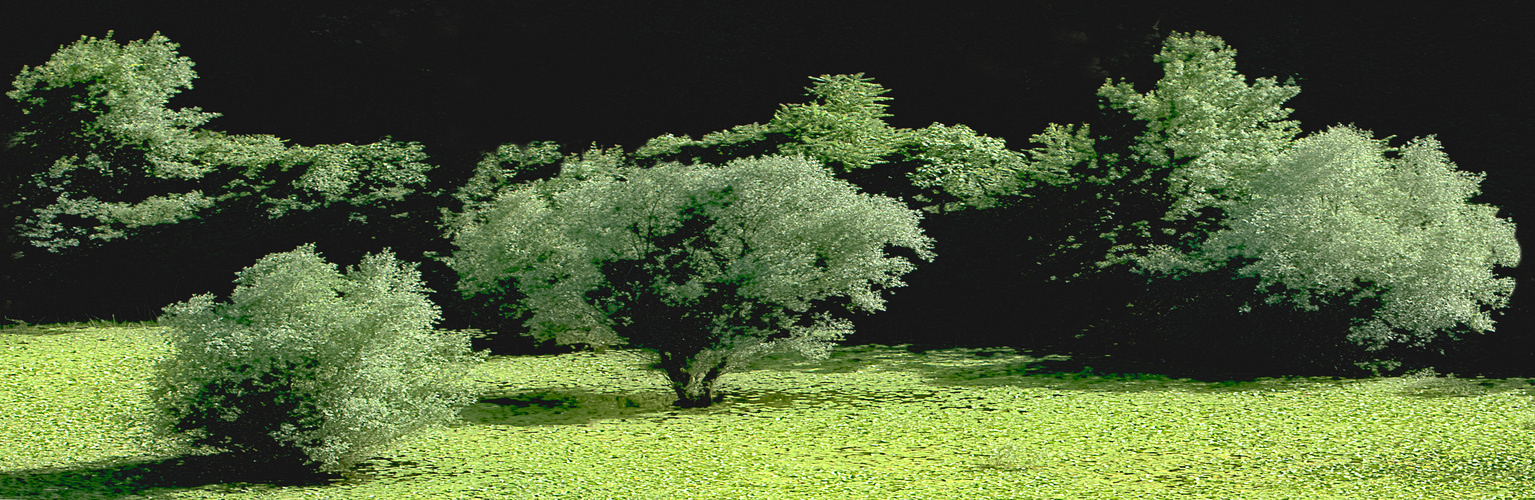 Skadar See 