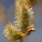 S`Kätzle als Macro