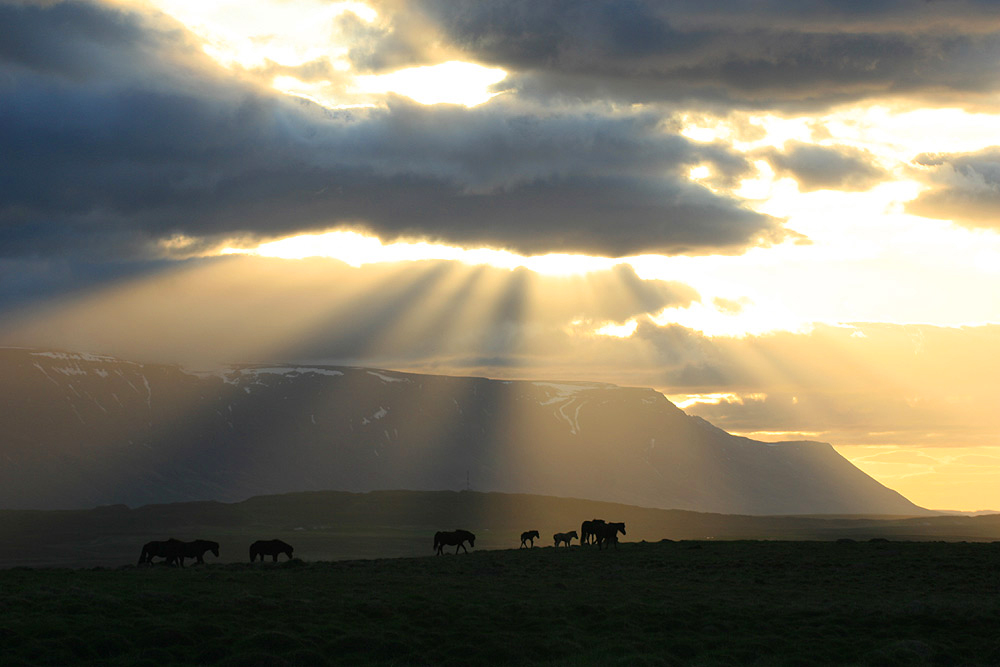 Skagafjörður - Pferdeland