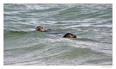 Skagen und Grenen - das Land der Sonne, des Lichtes und der Künstler (9)