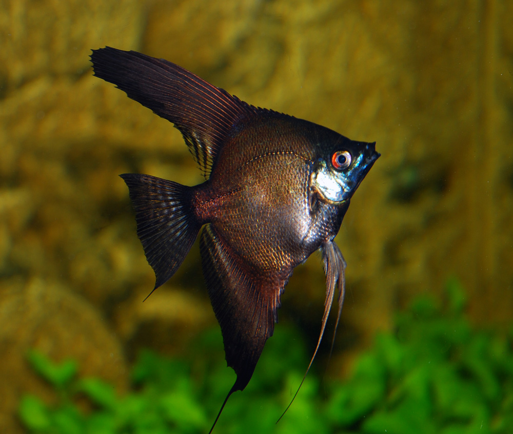 Skalar - Pterophyllum scalare var. "black"