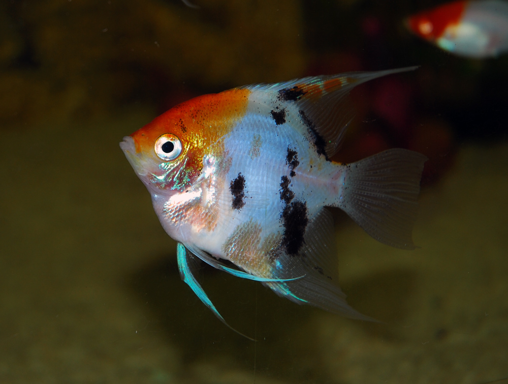 Skalar - Pterophyllum scalare var. "Koi"