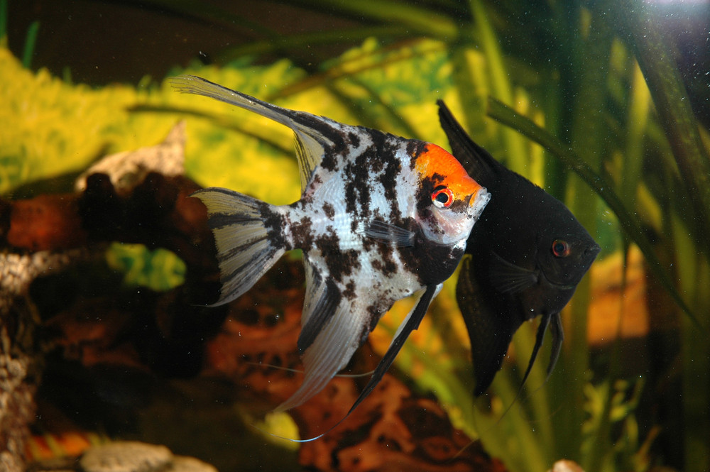 Skalare in meinem Aquarium Foto & Bild tiere, haustiere, aquaristik Bilder auf