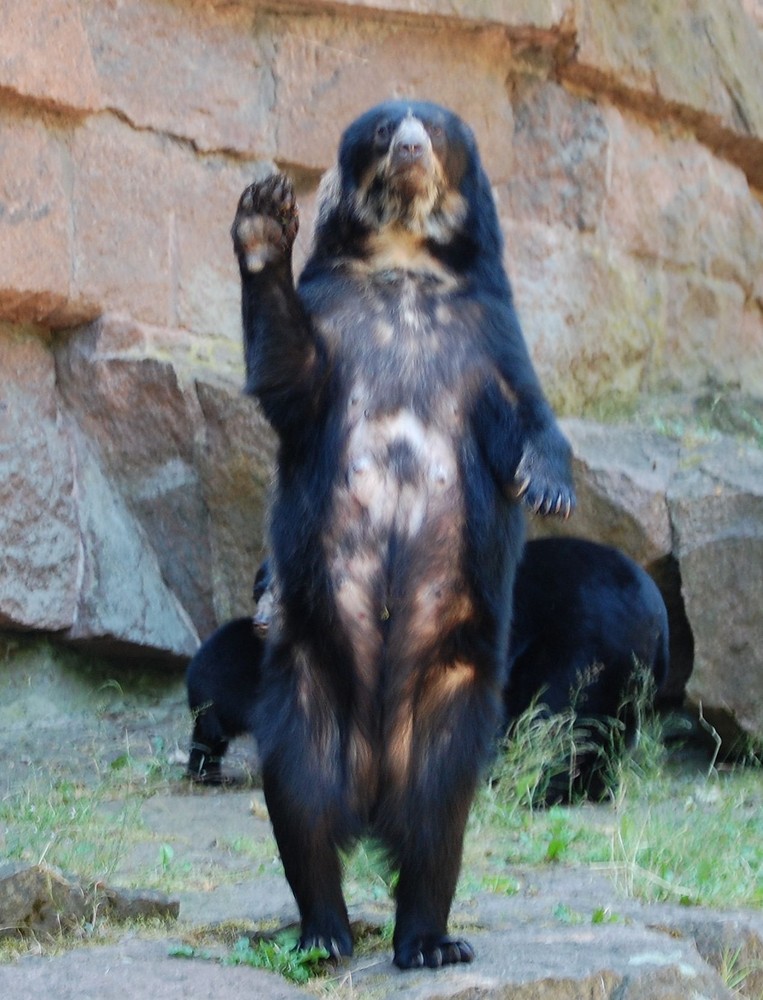 Skandal !! Braunbär zeigt verbotenen Gruss (leider nicht ganz scharf . Mist !)