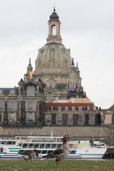 Skandinavische Touristen in Dresden...