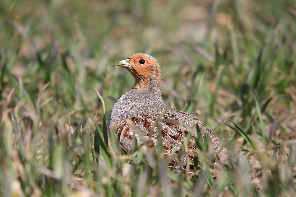 Skandinavisches Sumpfhuhn