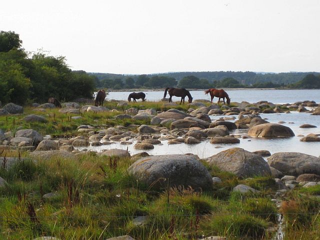 Skane, Südschweden Strandimpressionen mit Pferd