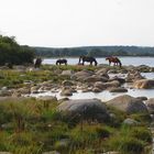 Skane, Südschweden Strandimpressionen mit Pferd