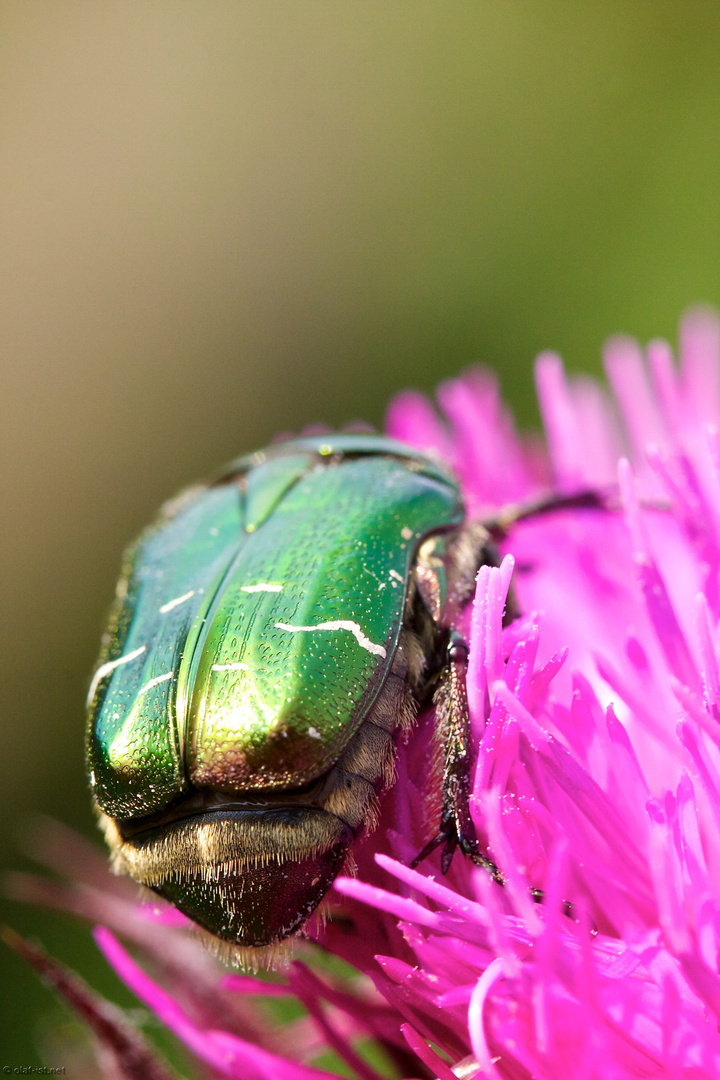 Skarabäus Foto & Bild tiere, tierdetails, natur Bilder auf