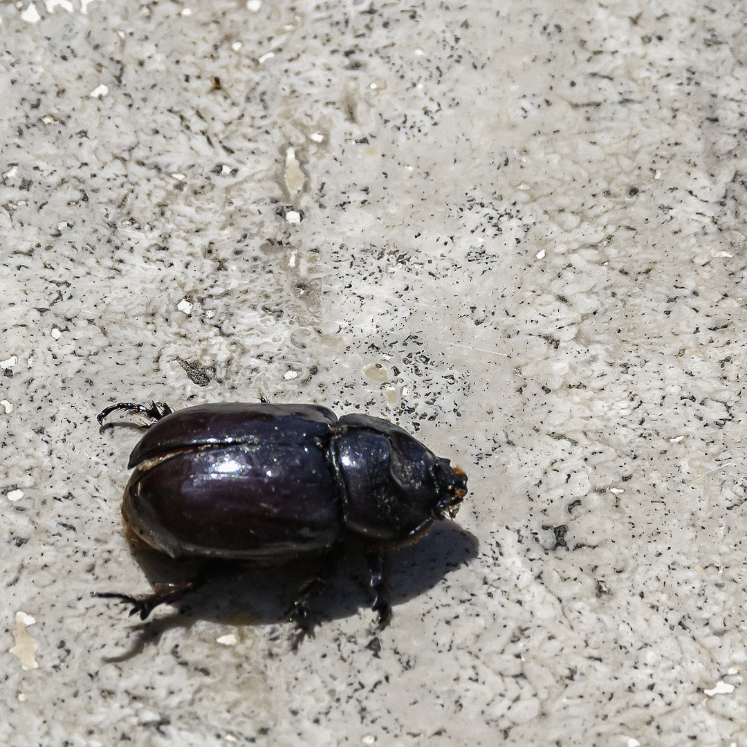 Skarabäus Foto & Bild urlaub, world, dokumentation Bilder auf
