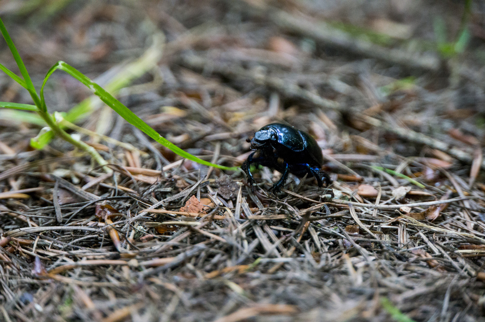 Skarabäus Foto & Bild wald, natur, boden Bilder auf