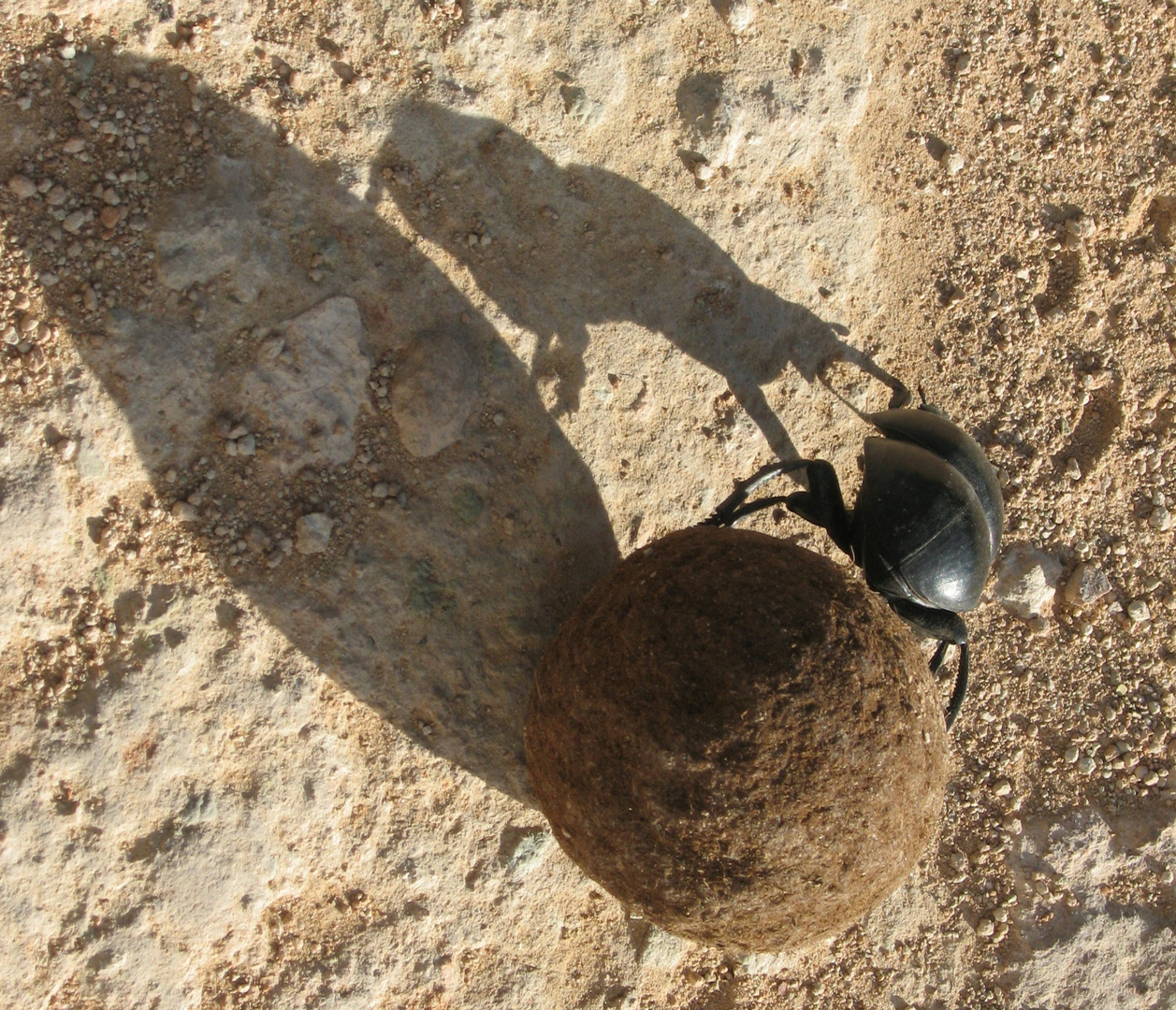 Skarabäus (Glückskäfer) Foto & Bild rückschau afrika, outdoor, natur Bilder auf