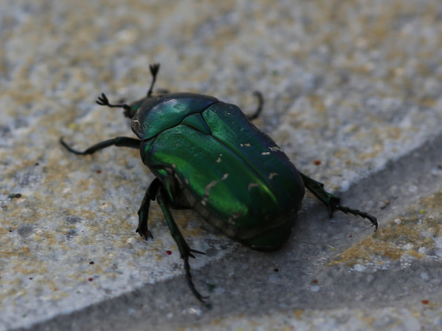 Skarabäuskäfer