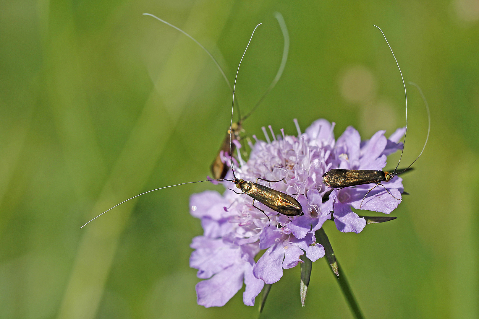 Skarbiosen-Langhornmotte (Nemophora metallica)