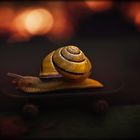 skate snail