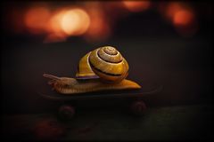 skate snail