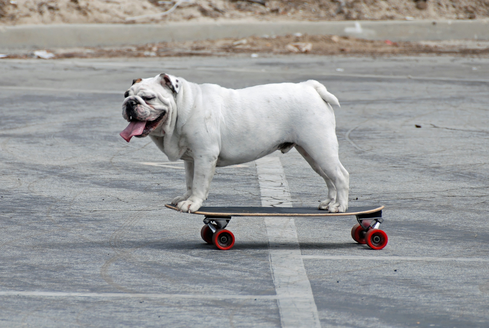 Skateboarding Dog, Venice Beach