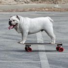 Skateboarding Dog, Venice Beach