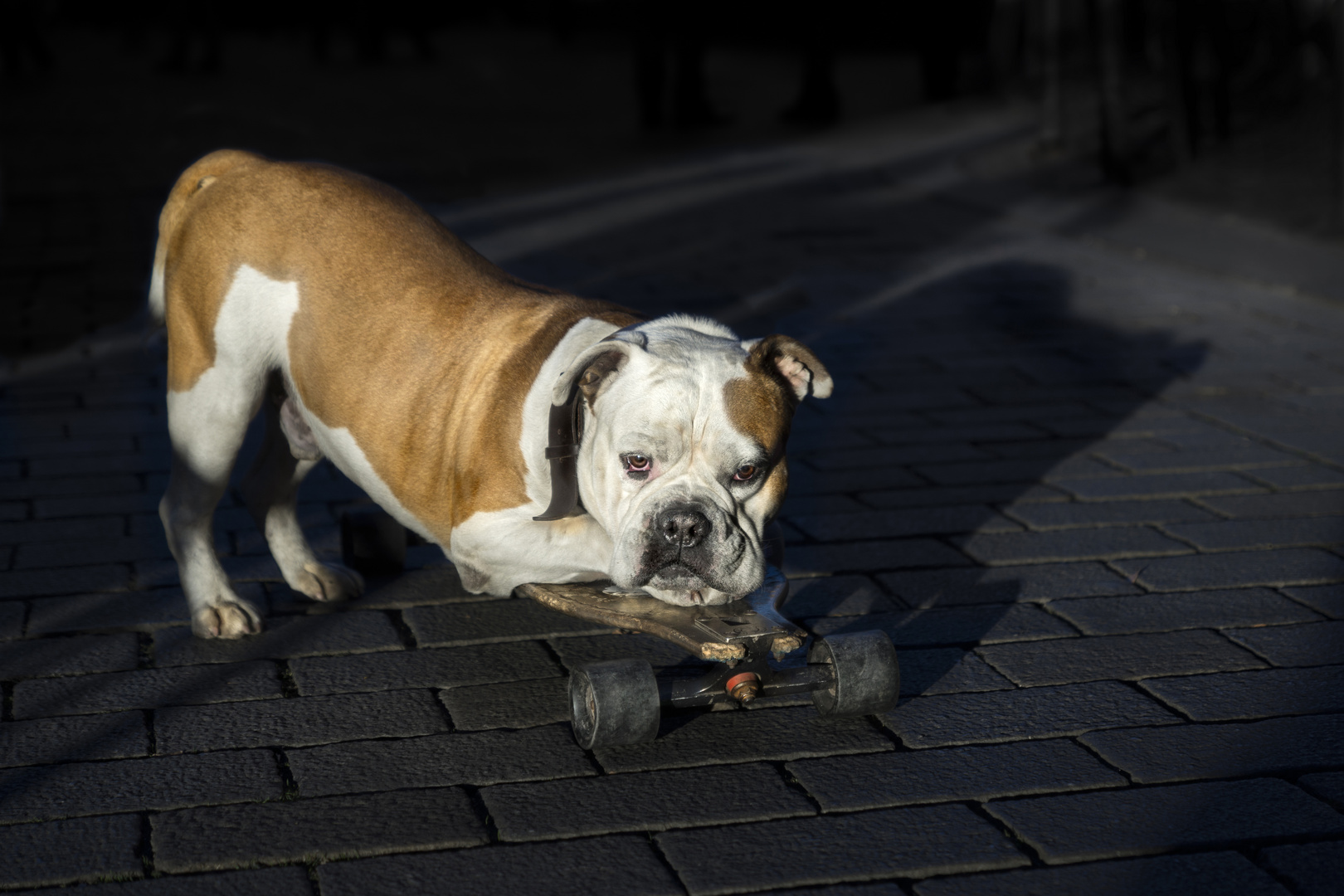 Skater-Hund