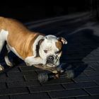 Skater-Hund