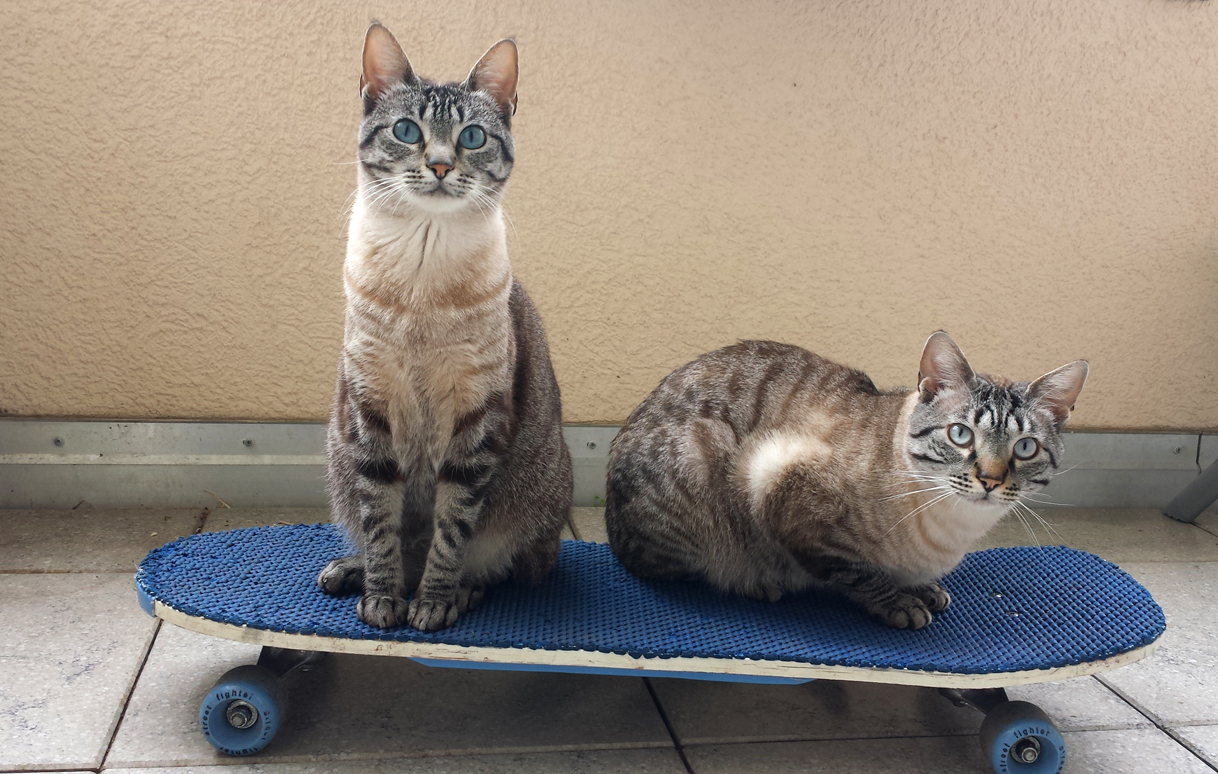 Skating Cats