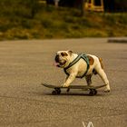 Skating Doggo
