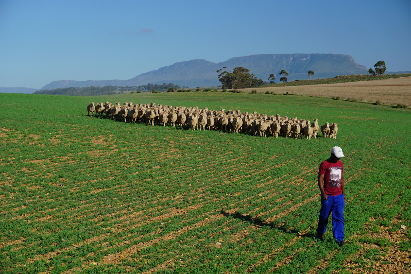 Skeiding Farm Merino Schafe