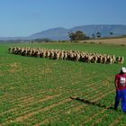 Skeiding Farm Merino Schafe