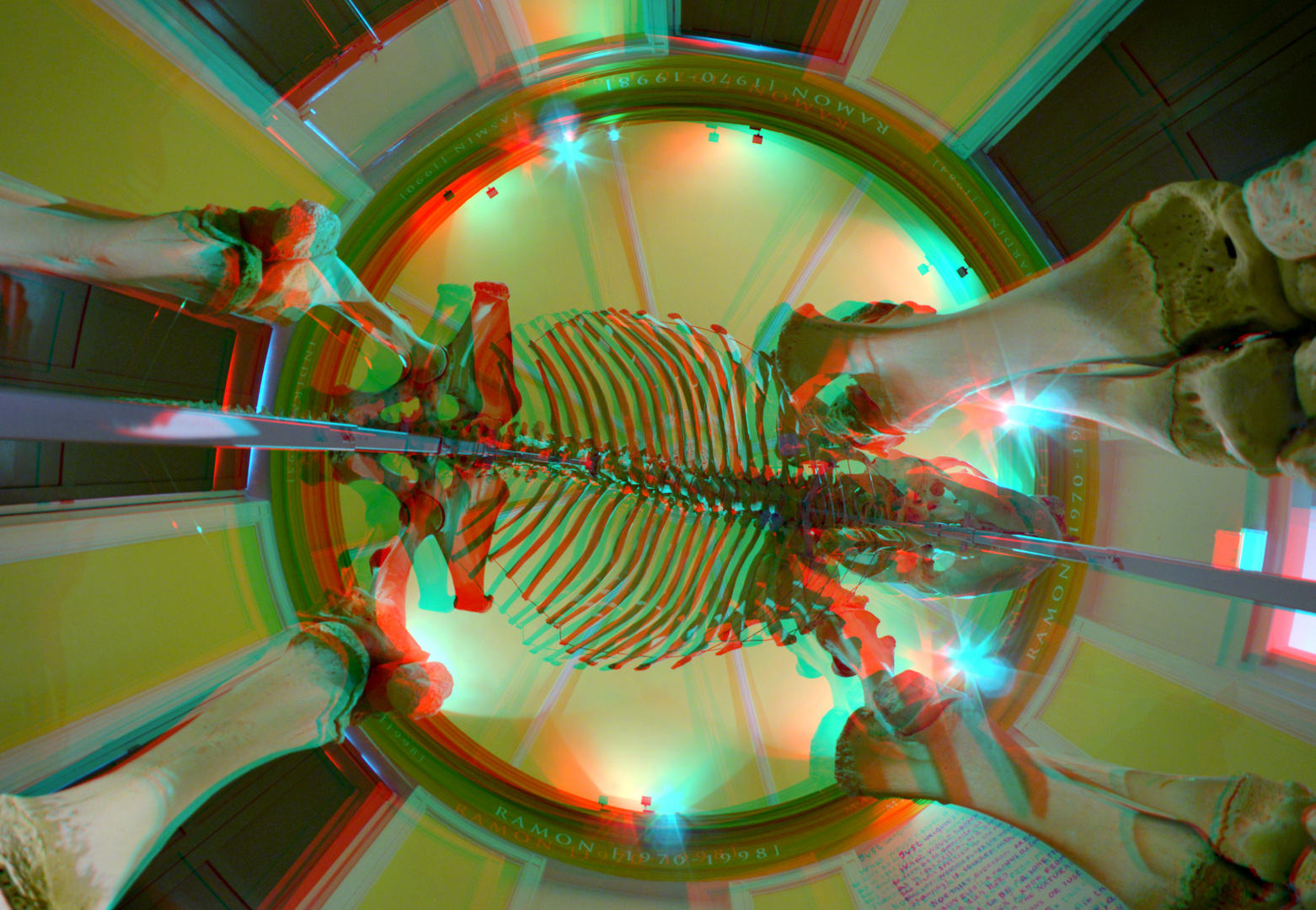 Skelet Elephant NHM Rotterdam 3D fish-eye