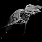 Skelet vom Wal
