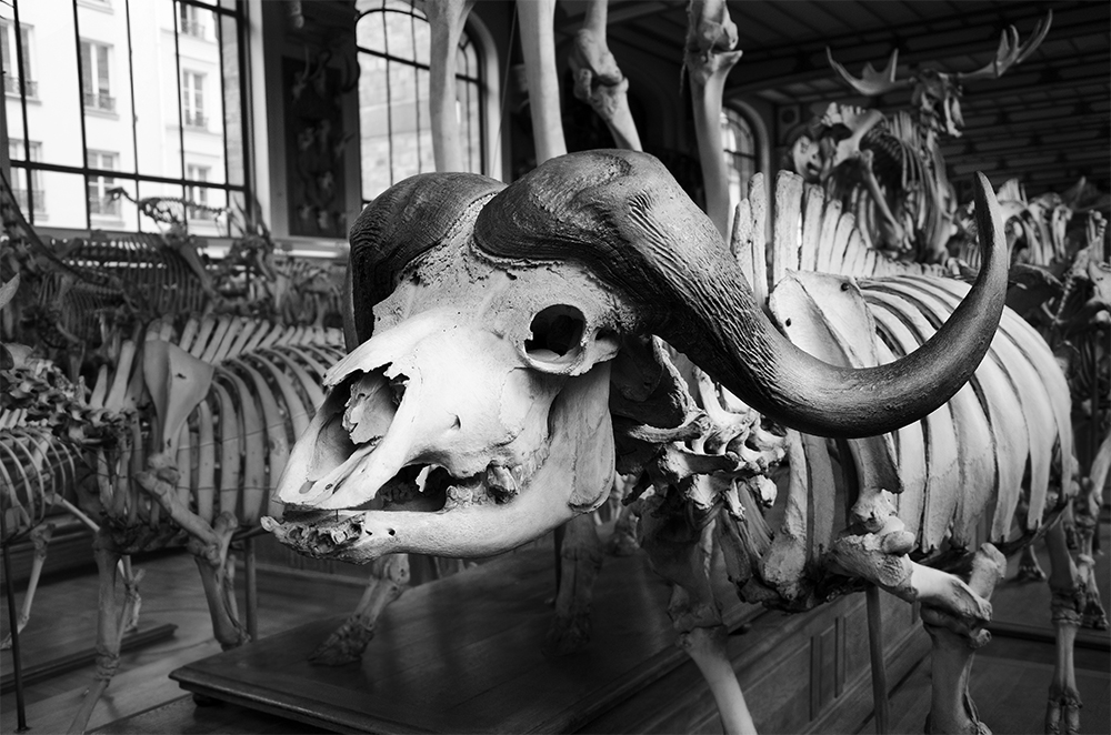 Skeleton of a Water Buffalo