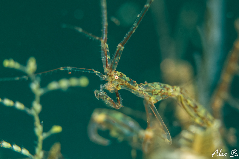 Skeleton Shrimp