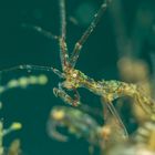 Skeleton Shrimp