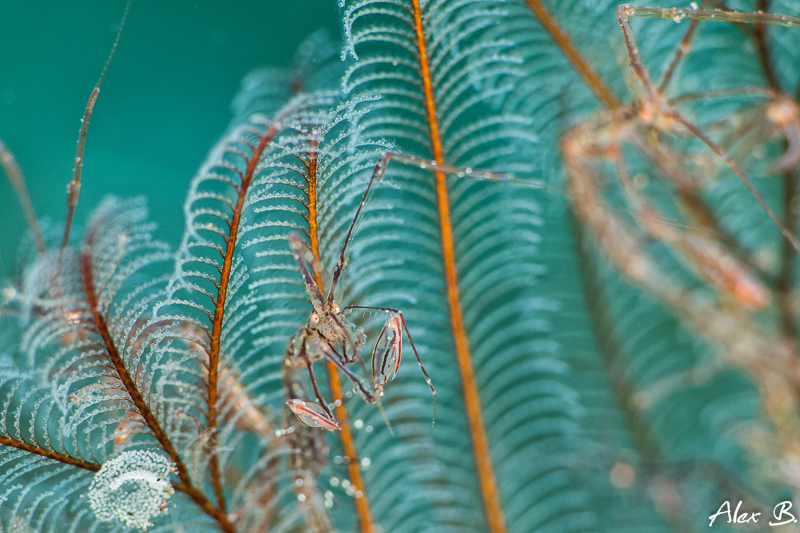 Skeleton Shrimp