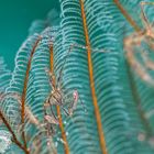 Skeleton Shrimp