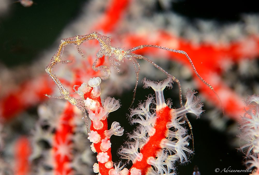 Skeleton shrimp