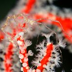 Skeleton shrimp