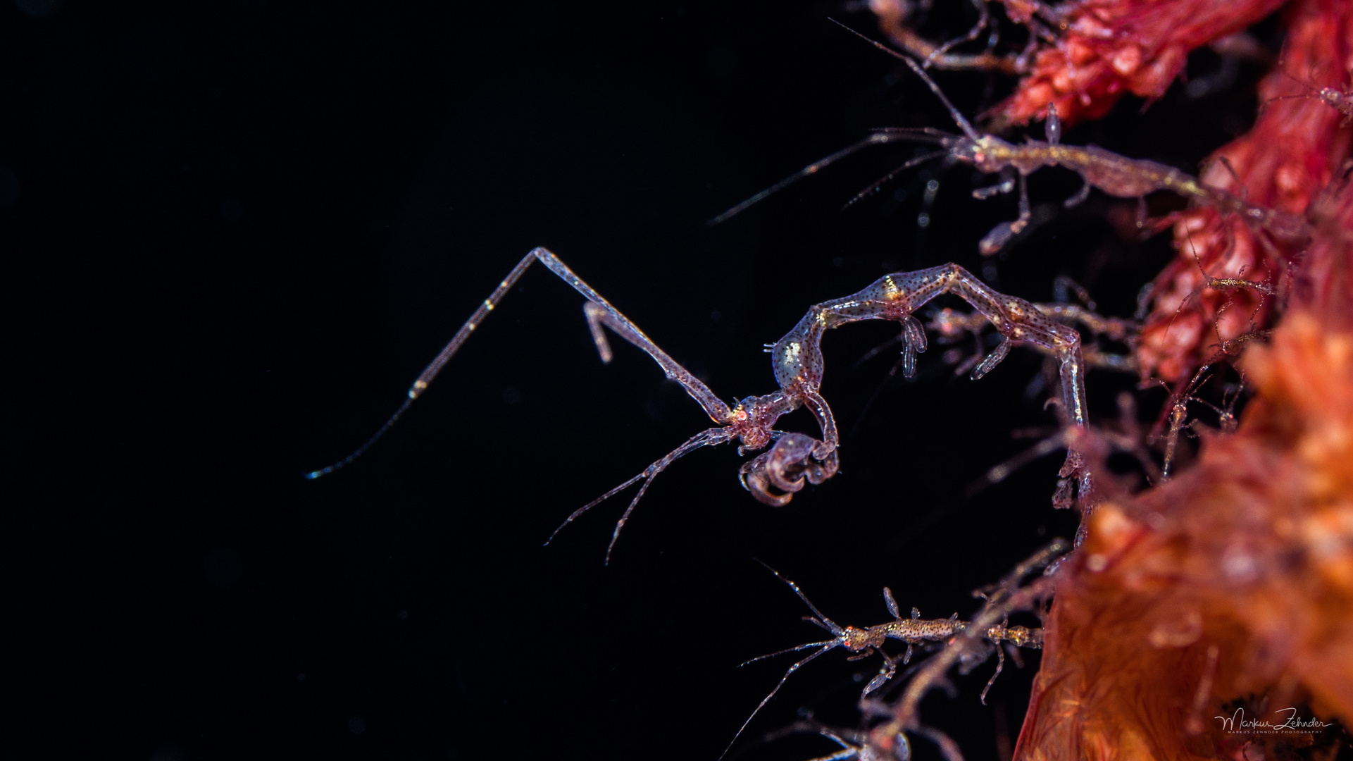 Skeleton Shrimp