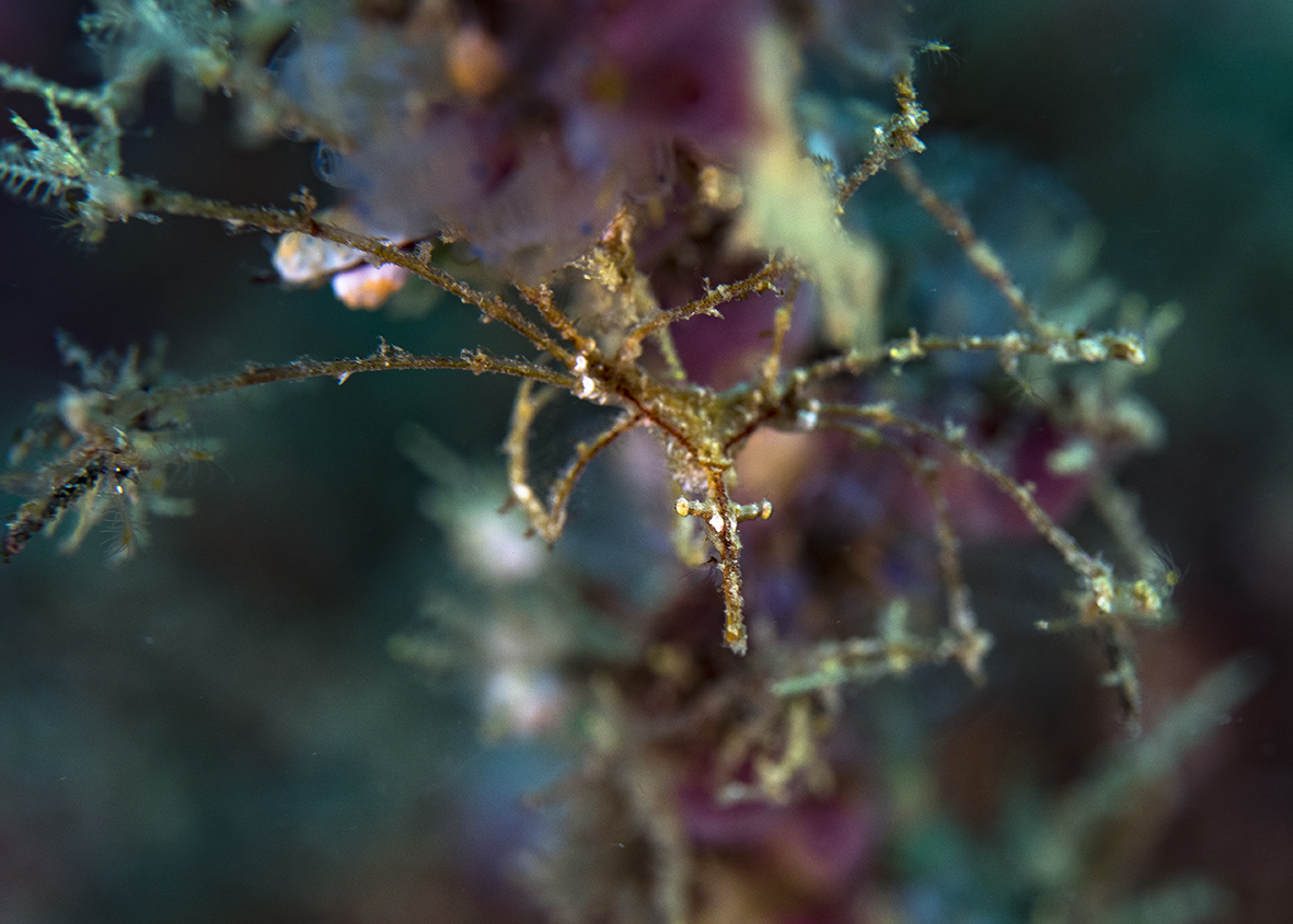 Skeleton shrimp