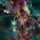 Skeleton shrimp