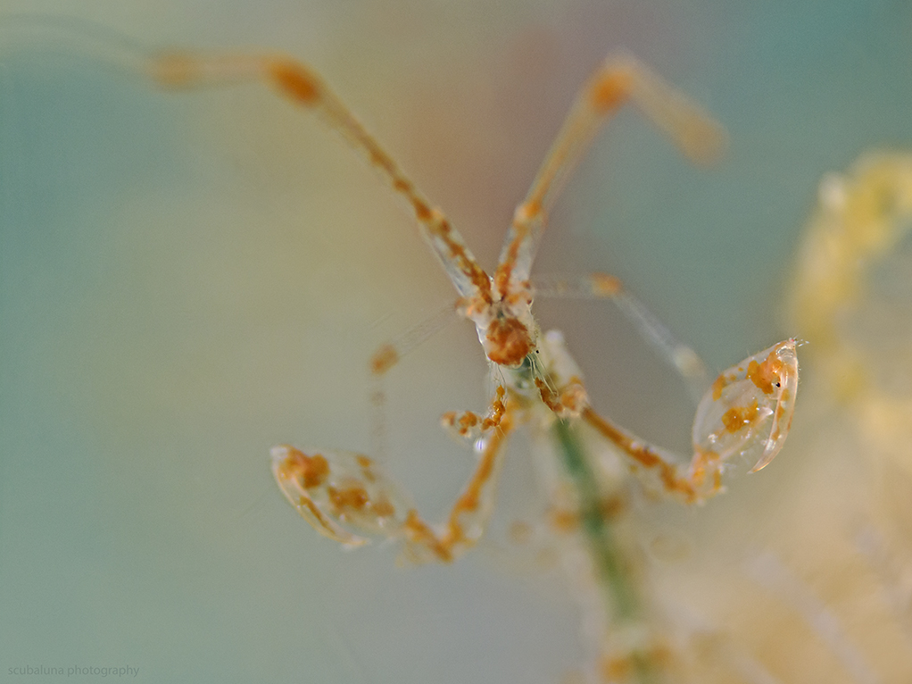 Skeleton Shrimp (Caprellidae)