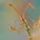 Skeleton Shrimp (Caprellidae)