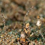 skeleton shrimp carrying eggs