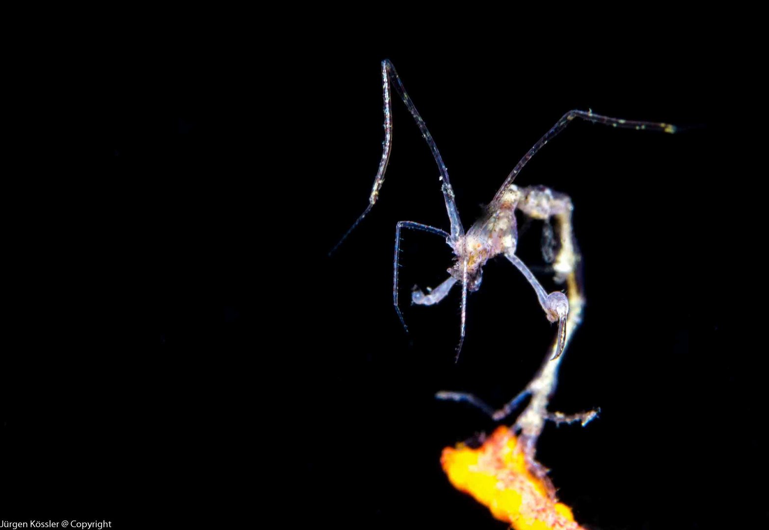 Skeleton Shrimp