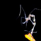 Skeleton Shrimp