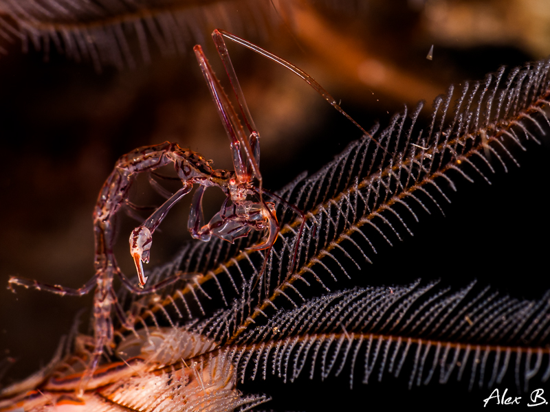 Skeleton Shrimp