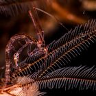 Skeleton Shrimp