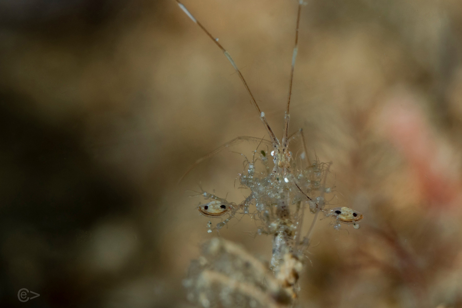 Skeleton shrimp mit Nachwuchs
