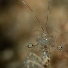 Skeleton shrimp mit Nachwuchs